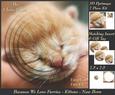 Furry Friends & Familiars - Kitten - Cute Newborn Insert Tag