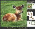 Because We Love Furries - Beautiful Fawn + Insert & Tag
