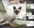 Furry Friends & Familiars - Cats - Siamese Chillaxing +tag+