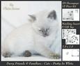 Furry Friends & Familiars - Cats - Pretty in White Deco +tag