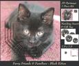 Furry Friends & Familiars - Black Kitten + Insert & Tag