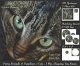 Furry Friends & Familiars - Cats - I Was Sleeping You Know +