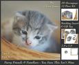 Furry Friends & Familiars-kittens-you Sure This Isn't Mine +
