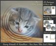 Furry Friends & Familiars-kittens-you Sure This Isn't Mine +