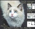 Furry Friends & Familiars - Cats - Dinner Time Deco + Tag +