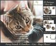 Furry Friends & Familiars - Cats - Hugs Please +insert & Tag