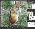 Because We Love Furries - Chipmunk + Insert & Tag