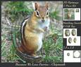Because We Love Furries - Chipmunk Pyramid + Insert & Tag