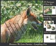 Because We Love Furries - Laughing Fox Pyramid +insert & Tag