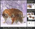 Because We Love Furries - Gorgeous Tigers in the Snow 3+tag+