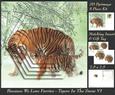 Because We Love Furries - Gorgeous Tigers in the Snow 6+tag+