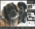 Furry Friends & Familiars - Dogs-fluffies in the Snow +tag+