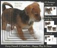 Furry Friends & Familiars - Puppy in the Snow 2 Insert & Tag