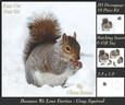 Because We Love Furrys - Grey Squirrel + Insert & Tag
