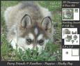Furry Friends & Familiars - Puppies Husky Pup + Insert & Tag