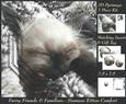 Furry Friends & Familiars - Simaese Kitten Comfort + Tag +
