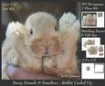 Furry Friends & Familiars - Rabbit Curled Up + Insert & Tag