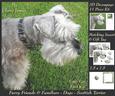 Furry Friends & Familiars - Dogs - Scottish Terrier + Tag +