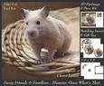 Furry Friends & Familiars - Hamster 