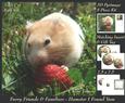 Furry Friends & Familiars - Hamster I Found Yum + Tag +