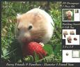 Furry Friends & Familiars - Hamster I Found Yum + Tag +