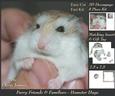 Furry Friends & Familiars - Hamster Hugs + Insert & Tag