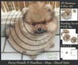 Furry Friends & Familiars - Dog - Dwarf Spitz + Tag +