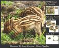 Because We Love Furries - Boar Pigglets + Insert & Tag