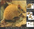 Because We Love Furries - Desert Mouse + Insert & Tag