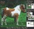 Because We Love Furries - Foal Pony + Insert & Tag