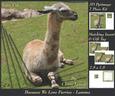 Because We Love Furries - Lamma + Insert & Tag