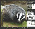 Because We Love Furries - Badger 3 + Insert & Tag