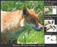 Because We Love Furries - Beautiful Fox 2 + Insert & Tag