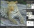 Because We Love Furries - Leopard 2 + Insert & Tag