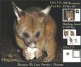 Because We Love Furries - Cute Possum + Insert & Tag+