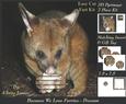 Because We Love Furries - Cute Possum + Insert & Tag+