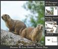 Because We Love Furries - Prairie Dogs + Insert & Tag
