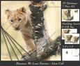 Because We Love Furries - Curious Lion Cub + Insert & Tag