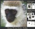 Because We Love Furries - Cute Little Monkey + Insert & Tag