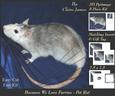 Because We Love Furries - Beautiful Pet Rat + Insert & Tag