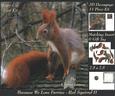 Because We Love Furries - Gorgeous Red Squirrel 2 Insert+tag