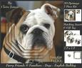 Furry Friends & Familiars - Dog - English Bulldog +tag+