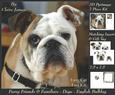 Furry Friends & Familiars - Dog - English Bulldog +tag+