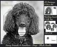 Furry Friends & Familiars - Dogs - Black Poodle Insert & Tag