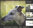 Furry Friends & Familiars - Dogs - Greyhound + Insert & Tag