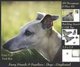 Furry Friends & Familiars - Dogs - Greyhound + Insert & Tag