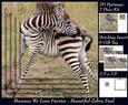 Because We Love Furries - Beautiful Zebra Foal + Tag +