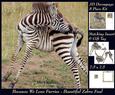 Because We Love Furries - Beautiful Zebra Foal + Tag +