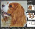 Furry Friends & Familiars - Dogs - King Charles Spaniel Tag+