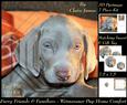 Furry Friends & Familiars - Puppy - Weimaraner + Insert+tag